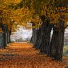 Une allée d'arbres en automne sur Holger W. Spieker