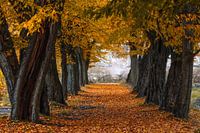 Eine Baumallee im Herbst