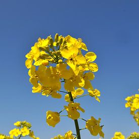 Fleurs de colza, gros plan sur GH Foto & Artdesign
