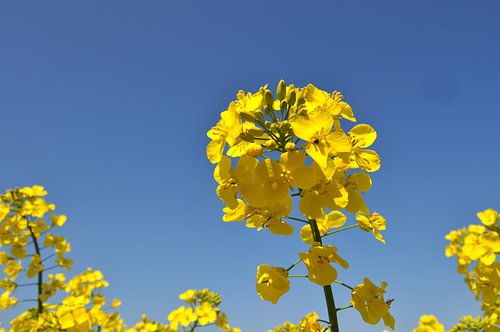 Koolzaad bloesem, close-up