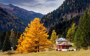 Mélèze doré dans les Dolomites, Italie