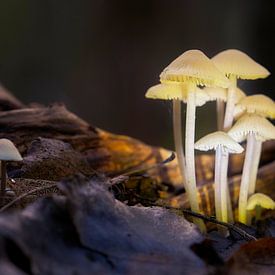 Mushrooms in the spotlight by Angélique Vanhauwaert