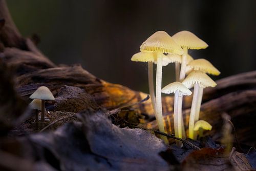 Paddenstoelen in de spotlight