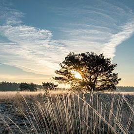 Ein kalter Wintermorgen von Marian Schepens