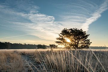 Een koude winterochtend van Marian Schepens