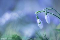 snowdrops