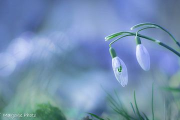 snowdrops van Marjorie Ruts