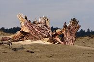 Een boomstronk in het zand van Gerard de Zwaan thumbnail