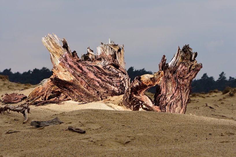 Een boomstronk in het zand van Gerard de Zwaan