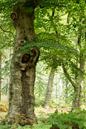 Hidden Realms by Ellen Borggreve thumbnail