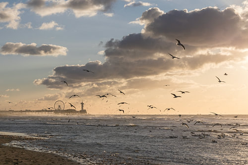 Seagulls at the Pier in Scheveningen