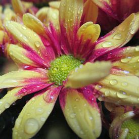 Autumn chrysanthemum in the rain van Gerold Dudziak