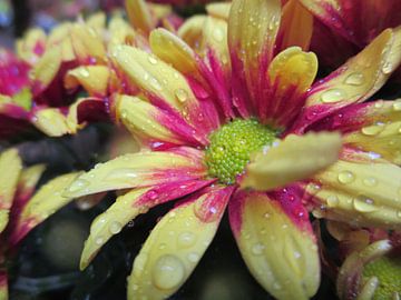 Autumn chrysanthemum in the rain van Gerold Dudziak