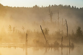 Fog fireworks in the Schwenninger Moos by Anselm Ziegler Photography
