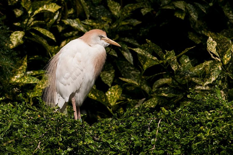 Cattle egret : Ouwehands Dierenpark by Loek Lobel