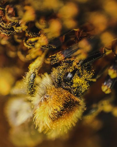Yellow bee covered in pollen