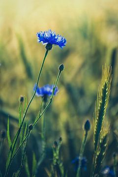 Bleuets dans un champ de céréales sur Leinemeister