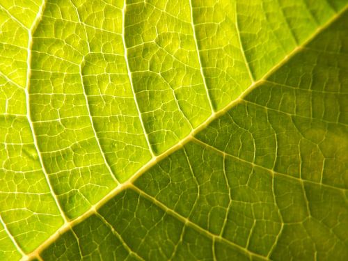 bladnerven in groen