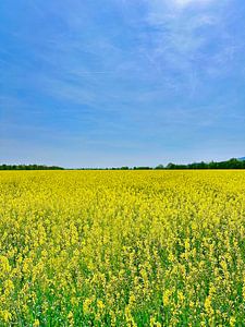 Gelb-Blaues Rapsfeld
