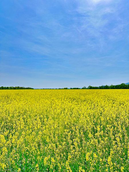 Champ de colza jaune et bleu par Markus Jerko