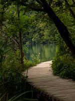 Green oasis in Plitvice Lakes National Park