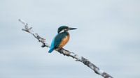 Eisvogel Hochschlüssel 3