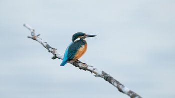 Kingfisher High Key 3