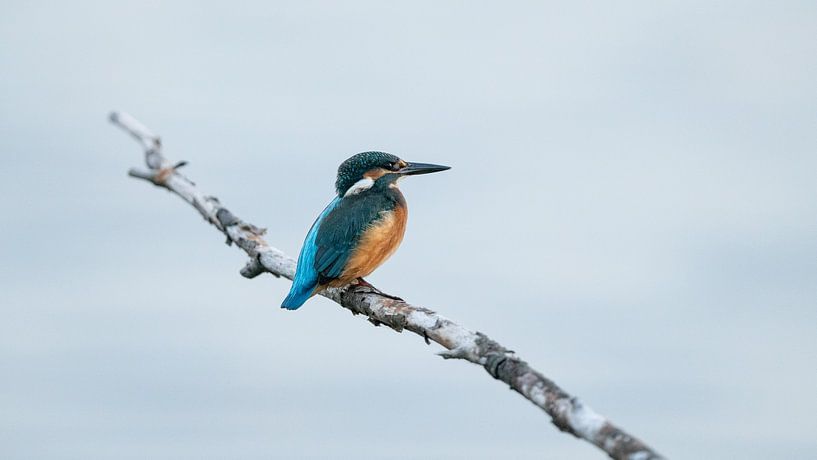 Kingfisher High Key 3 by Liebregts Fotografie