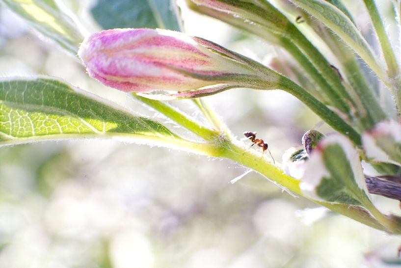 La marche des fourmis. par Ingeborg Buitelaar