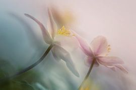 Zacht van Anton van Dongen