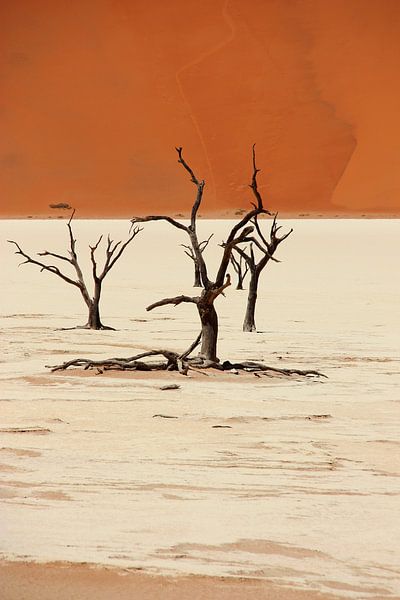 NAMIBIA ... Deadvlei II von Meleah Fotografie