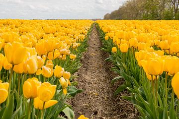 Tulips in the Dutch Noordoostpolder by Tonko Oosterink