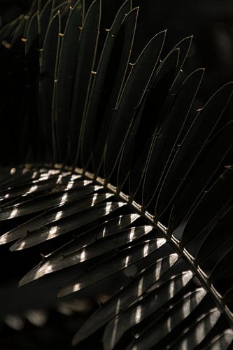 Sonnenstrahlen auf tropischer Pflanze