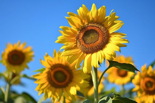 Gouden zonnebloemen onder een helderblauwe hemel