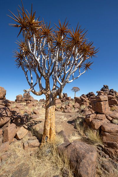Kokerbomen 1 van Albert Mendelewski
