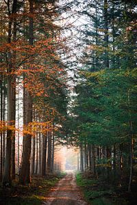 Autumn Duality by Wahid Fayumzadah