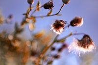 The soft flower
