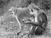 Baby monkey
