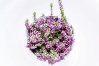 Fleurs roses en haut