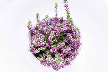Pink flowers above