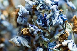 Blue Brown by Andrew Greening