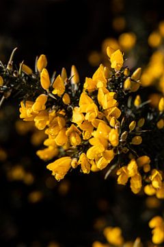 Prachtige gele bloem tegen een donkere achtergrond van Lydia