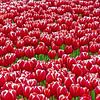 Red Tulips (Rode Tulpen uit Holland) van Caroline Lichthart