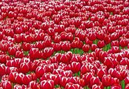 Red Tulips (Rode Tulpen uit Holland) van Caroline Lichthart thumbnail