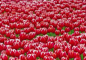 Rote Tulpen aus Holland