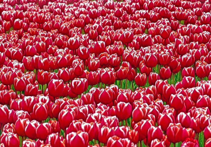 Red Tulips (Rode Tulpen uit Holland) van Caroline Lichthart