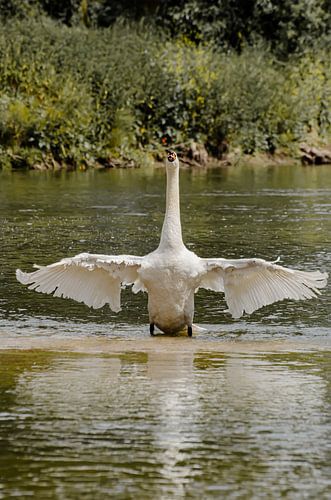 Stolzer Schwan