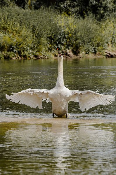Stolzer Schwan von Anna Hense