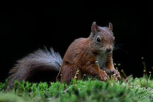 Eichhörnchen im Wald mit schwarzem Hintergrund.