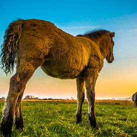 Foal keeps an eye on mother by Ferdinand Mul